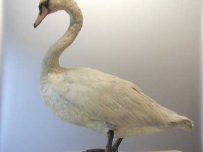 Cigno imbalsamato e esposto al Museo delle Scienze Naturali a Prato